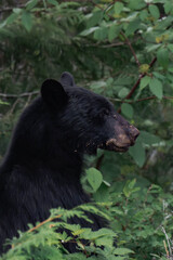 Fototapeta premium American black bear (Ursus americanus) in Whistler, British Columbia, Canada.