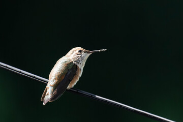Rufous hummingbird (Selasphorus rufus) in Tofino, British Columbia.
