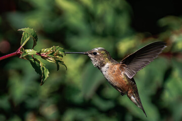 Rufous hummingbird (Selasphorus rufus) in Tofino, British Columbia.