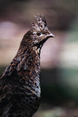Ruffed grouse (Bonasa umbellus) in British Columbia, Canada.