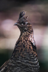 Ruffed grouse (Bonasa umbellus) in British Columbia, Canada.