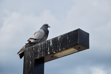 A pigeon sits gracefully on a street lamp under a cloudy sky, creating a serene scene