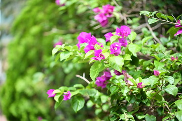 Vibrant bougainvillea with bright flowers and lush green leaves, showcasing natural beauty. Perfect for garden design, botanical photography, horticulture reference, and urban greenery projects.