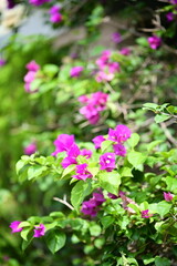 Vibrant bougainvillea with bright flowers and lush green leaves, showcasing natural beauty. Perfect for garden design, botanical photography, horticulture reference, and urban greenery projects.