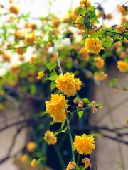 yellow japanese kerrias in the garden