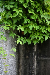 Vibrant green ivy leaves cascade down a weathered concrete wall, creating a striking contrast between nature's resilience and urban decay in this authentic moment of coexistence.