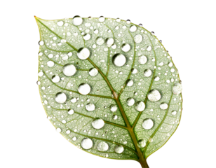  Macro Shot of Leaf Veins with Glowing Dew Pearls, Magical Realism Style, isolated