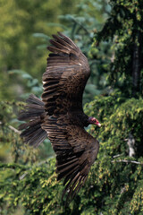 Turkey vulture (Cathartes aura) in flight in British Columbia, Canada.