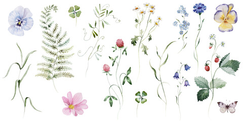 Individual elements. Watercolor colorful wildflower floral flower forest meadow green herbs leaves. Wedding invitation, fashion, background, textile. Fern, shamroock, chamomile, ivy, strawberry.