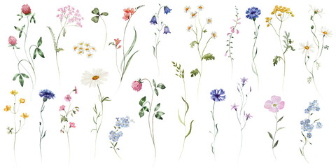 Individual elements. Watercolor colorful wildflower floral flower forest meadow green herbs leaves. Wedding invitation, fashion, background, textile. Fern, shamroock, chamomile, ivy, strawberry.
