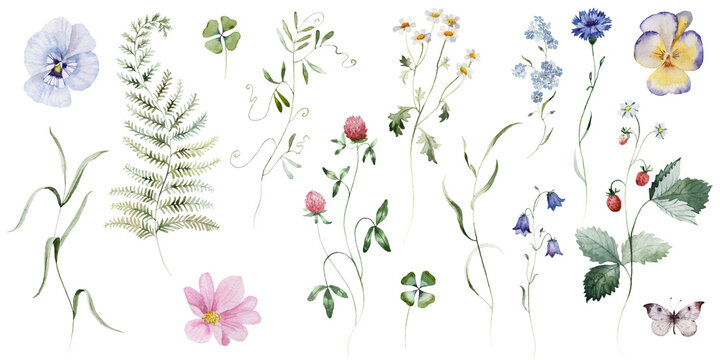 Individual elements. Watercolor colorful wildflower floral flower forest meadow green herbs leaves. Wedding invitation, fashion, background, textile. Fern, shamroock, chamomile, ivy, strawberry.