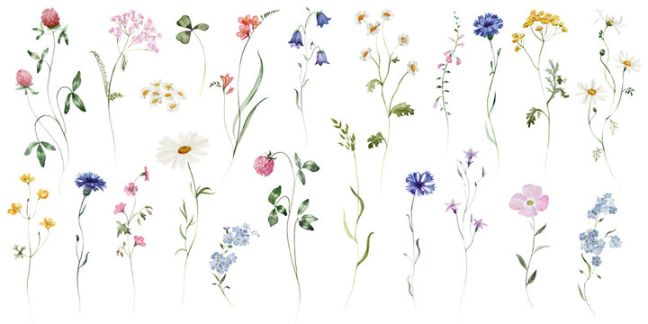 Individual elements. Watercolor colorful wildflower floral flower forest meadow green herbs leaves. Wedding invitation, fashion, background, textile. Fern, shamroock, chamomile, ivy, strawberry.