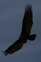 Turkey vulture (Cathartes aura) in flight in British Columbia, Canada.