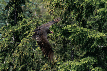 Turkey vulture (Cathartes aura) in flight in British Columbia, Canada.