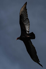 Turkey vulture (Cathartes aura) in flight in British Columbia, Canada.
