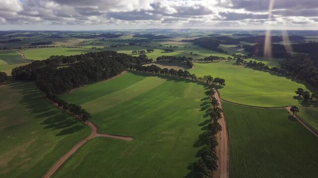 Aerial perspective of verdant agricultural fields in the wintertime