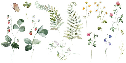 Individual elements. Watercolor colorful wildflower floral flower forest meadow green herbs leaves. Wedding invitation, fashion, background, textile. Fern, shamroock, chamomile, ivy, strawberry.