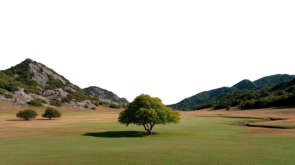 Serene Landscape: A lone tree stands proudly in a vast, verdant meadow, embraced by rolling hills and a bright sky, capturing the tranquility of nature's embrace.