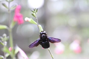 Carpenter bee Wood bee Large carpenter bee Blue carpenter bee Xylocopa violacea on white flower with pollen