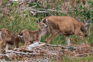 Wild deer family in the woods in British Columbia, Canada.