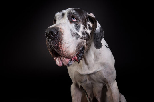 Der Hund Aiana (weiss schwarz Dogge H&Atilde;&frac14;ndinim Studio mit schwarzem Hintergrund bei Posing f&Atilde;&frac14;r ein Portrait,  Blick nach links mit offenem Maul und heraush&Atilde;&curren;ngender Zunge