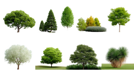 Fototapeta premium Diverse Trees: An array of lush, vibrant trees, each meticulously captured to showcase unique leaf textures and forms, inviting exploration of nature's rich palette and architectural beauty.