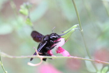 Carpenter bee Wood bee Large carpenter bee Blue carpenter bee Xylocopa violacea on white flower with pollen
