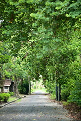 Peaceful forest path surrounded by lush green trees forming natural tunnel with light visible at end, creating serene woodland walking trail atmosphere