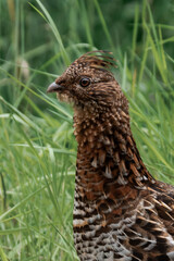 Ruffed grouse (Bonasa umbellus) in British Columbia, Canada.