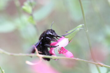 Carpenter bee Wood bee Large carpenter bee Blue carpenter bee Xylocopa violacea on white flower with pollen