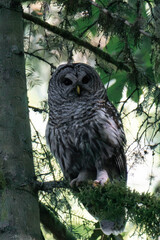 Adult barred owl (Strix varia) perched on a tree branch in British Columbia, Canada.