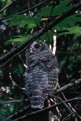 Jvuenile barred owl (Strix varia) perched on a tree branch in British Columbia, Canada.