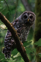 Jvuenile barred owl (Strix varia) perched on a tree branch in British Columbia, Canada.