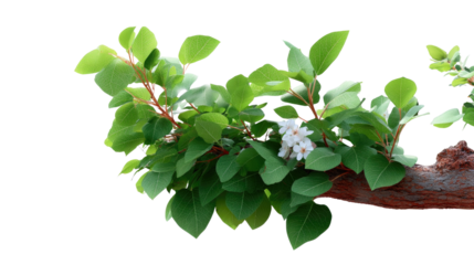 Branch of Life: Delicate leaves unfurl from a sturdy branch, showcasing the vitality and fresh life amidst the season. A natural macro composition.