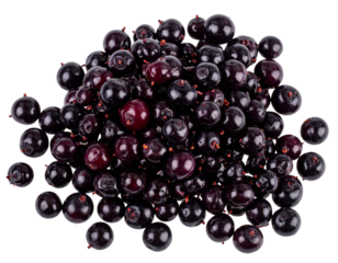 Loose Fresh Elderberries Scattered, Minimalist Layout, isolated