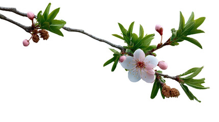 Obraz premium Blossoming Branch: Delicate, a single cherry blossom gracefully blooms on a branch, heralding the beauty of spring.