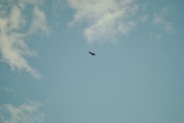 birds flying in the sky