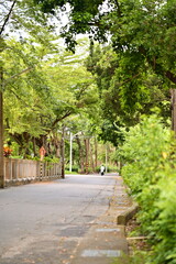 Peaceful tree-lined road creating natural green tunnel with railing, lush vegetation, and distant figure walking, showcasing serene urban pathway environment.