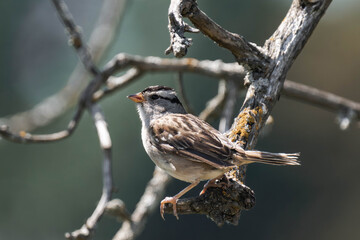 Adult white-crowned sparrow (Zonotrichia leucophrys)	
