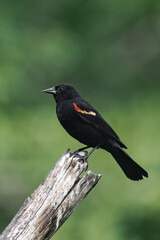 Male red-winged blackbird (Agelaius phoeniceus) in British Columbia, Canada.	