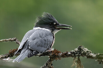 Belted kingfisher (Megaceryle alcyon) perched on a tree branch.