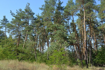 Beautiful colorful nature of a small, small forest that grows in Dnipro city, Ukraine. Bright sun rays, tall old pine trees with long pine needles, green meadow with patches against the blue sky.