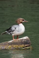 Adult common merganser (Mergus merganser) standing on a tree log at a lake.