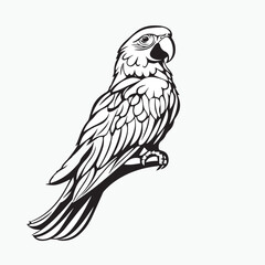 vector illustration of a parrot