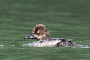 Barrow's goldeneye (Bucephala islandica) swimming in a lake.