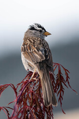 Adult white-crowned sparrow (Zonotrichia leucophrys)