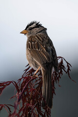 Adult white-crowned sparrow (Zonotrichia leucophrys)