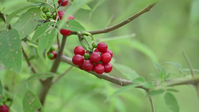 Ripe fruits of&nbsp;Tinospora cordifolia. Its common names Giloy, Guduchi and 
&nbsp;heart leaved moonseed. It has been used in&nbsp;Ayurveda&nbsp;in an attempt to treat various disorders. Red berries in vine.