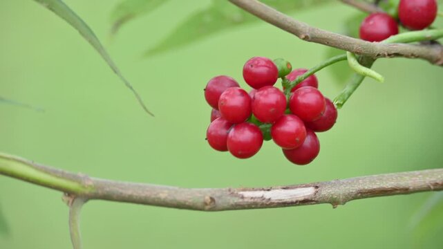 Ripe fruits of&nbsp;Tinospora cordifolia. Its common names Giloy, Guduchi and 
&nbsp;heart leaved moonseed. It has been used in&nbsp;Ayurveda&nbsp;in an attempt to treat various disorders. Red berries in vine.