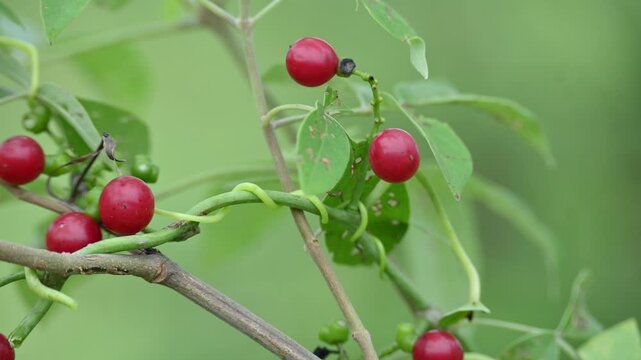 Ripe fruits of&nbsp;Tinospora cordifolia. Its common names Giloy, Guduchi and 
&nbsp;heart leaved moonseed. It has been used in&nbsp;Ayurveda&nbsp;in an attempt to treat various disorders. Red berries in vine.